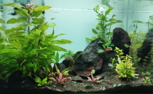 015 . Akvárium 80x60x50cm  (240l)