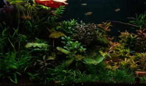 016 . 720x330x370 - 87l, netto 72 liter - fedett