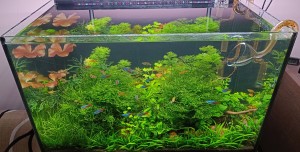 028 . az akvárium 72 L-s 