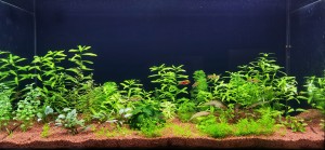 041. Akvárium méret: Br.96 liter 80x30x40