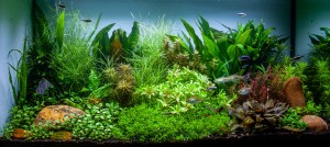 126. 50x50x100 cm-es