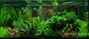 III. Helyezett : Szombat Erika