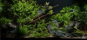 I. Helyezett  : Budai Norman 