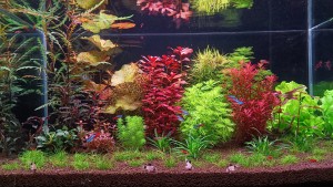 037. Akvàrium: 128liter 80x40x40