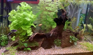 052. Vegyes halas - Biotóp akvárium