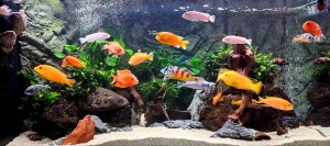 104.  Biotóp akvárium