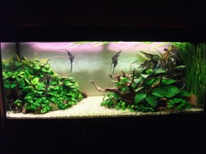 101. III. helyezett  Tóth Gyula