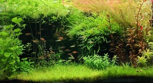 058 . “FEKETELYUK”