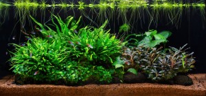 III. Helyezett : Ignéczi István 