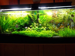 106. II helyezett  Tálos Csaba