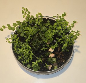 131 . Mikor a lindernia virágzik .. 