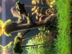 0029. Hinta, palinta