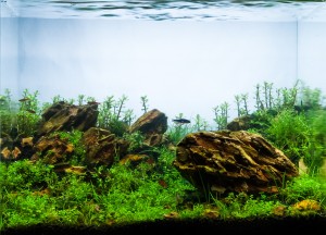 104.    I'm sleeping under the dead tree