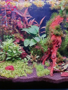 0094. 30 l dennerle kocka