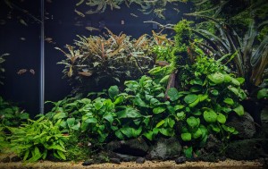 0085 . Endler nano akva