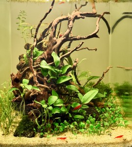 0110. Dennerle nanocube 20l