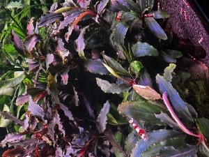 0124.  Akvárium neve: Kristálykert