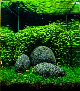 0115. Túl a sövényen