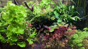 0024.  juwel lido 200l,