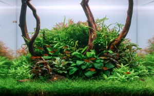 0097. Elnevezés: Old Dream / 2024 novemberi indítás