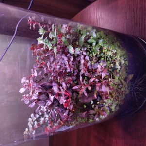 0134 Neve: A dzsungel