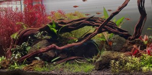 0133. Akvárium mérete:80x40x40