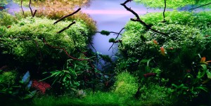 0105.  The jungle of the canyon