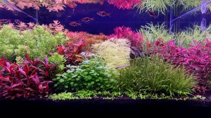 0118. Péter's Garden