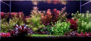 0055. My first garden