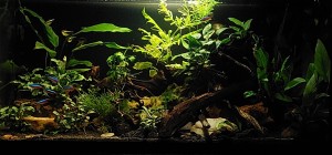 0015. 60x30x30 cm (54l). 