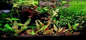 0026. Wellkome to the Jungle