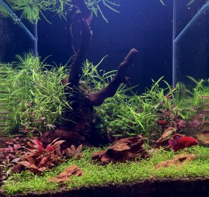 0117. 30x30x35 cm - 30 