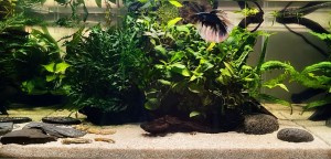 0066 . 50x50x25cm 63 liter