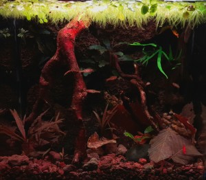 0083 .  Délkelet-ázsiai patakmeder