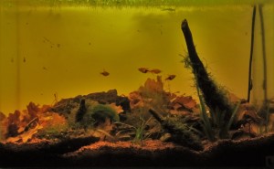 151 .  35 literes, ázsiai ''biotóp akvárium''