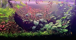 0078 . Vizsgaidőszak, nyomás és egy csipetnyi akvárium – Egy diák története