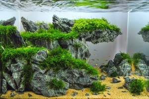 101.   III. helyezett        Before the man appeard on Earth