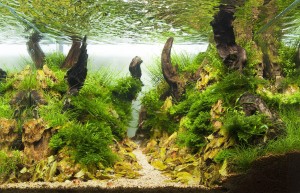 206.      I . helyezett     Iron Dragon