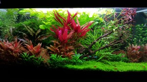 108.Akvárium méret: 80×35×40  (bruttó: 112 liter)