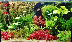 123               .72 liter 60x30x40