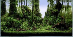 126 .       Yakushima Forest