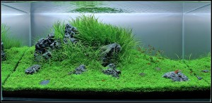 131.                        first iwagumi