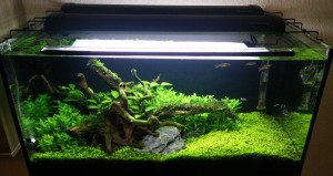 141.         Amsel Nature