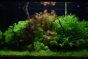 145.           Akvárium: 85cm*40cm*50cm