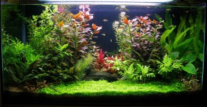 150.     Akvárium mérete: 80x30x40