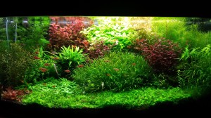 157.    85x40x42 cm (egyedi domború, 10-es üvegből)