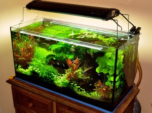 187. The "Log" - A "tuskó"