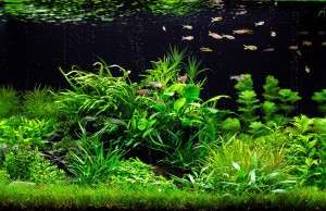 188. Submerged Botanic Garden