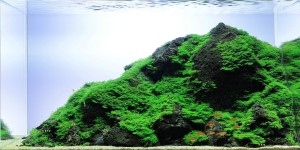 125 .      III. helyezett        Zöld sziklás