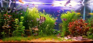 122.    200 liter low tech